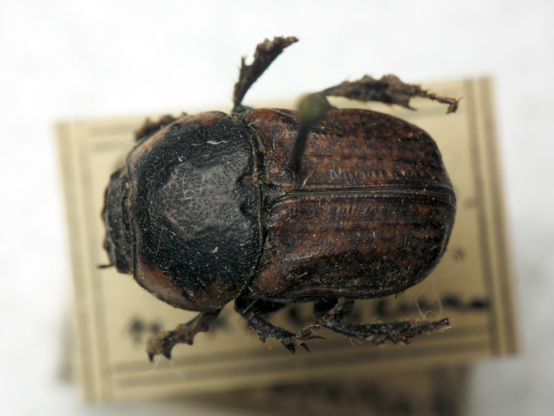 Chironitis hungaricus Herbst, 1789